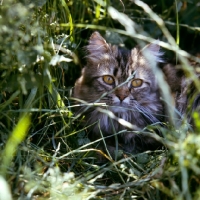 Picture of brown tabby long hair cat lurking in long grass