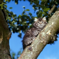 Picture of brown tabby long hair kitten up a tree