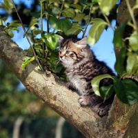 Picture of brown tabby long hair kitten up a tree