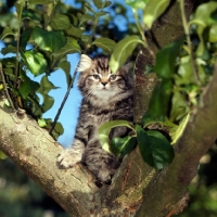 Picture of brown tabby long hair kitten up a tree