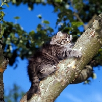 Picture of brown tabby long hair kitten up a tree