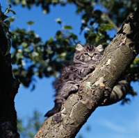 Picture of brown tabby long hair kitten up a tree