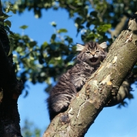 Picture of brown tabby longhair kitten up a tree crying