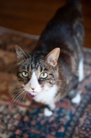 Picture of brown tabby looking up