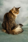 Picture of brown tabby maine coon, back view