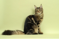 Picture of brown tabby Maine Coon cat in studio