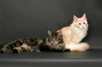Picture of brown tabby Maine Coon cat with a red silver tabby & white Maine Coon