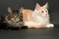 Picture of brown tabby Maine Coon cat with a red silver tabby & white Maine Coon, lying down