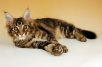 Picture of brown tabby maine coon looking alert