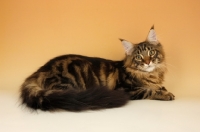 Picture of brown tabby maine coon lying on orange background