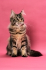 Picture of brown tabby Maine Coon on pink background