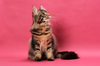 Picture of brown tabby Maine Coon on pink background, looking aside