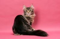 Picture of brown tabby Maine Coon on pink background, back view