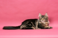 Picture of brown tabby Maine Coon on pink background, lying down