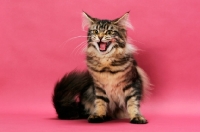 Picture of brown tabby Maine Coon on pink background, meowing