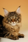 Picture of brown tabby maine coon, portrait