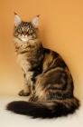 Picture of brown tabby maine coon sitting on orange background