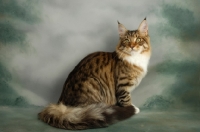 Picture of brown tabby maine coon sitting on grey background