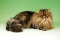 Picture of brown tabby persian cat, lying down