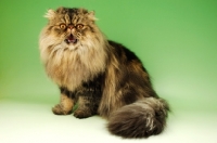 Picture of brown tabby persian cat, meowing