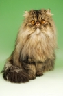 Picture of brown tabby persian cat, sitting down