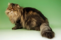 Picture of brown tabby persian cat standing