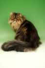 Picture of brown tabby persian cat