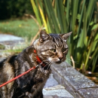 Picture of brown tabby short hair cat wearing collar with lead