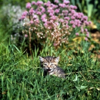 Picture of brown tabby short hair kitten meowing