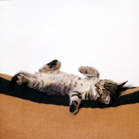 Picture of brown tabby shorthair kitten asleep