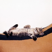 Picture of brown tabby shorthair kitten asleep