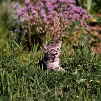 Picture of brown tabby shorthair kitten crying