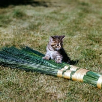 Picture of brown tabby shorthair kitten with broom