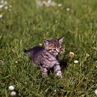 Picture of brown tabby shorthair kitten 