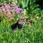 Picture of brown tabby shorthair kitten 