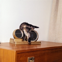 Picture of brown tabby shorthair kitten 