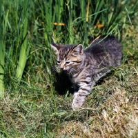 Picture of brown tabby shorthair kitten 