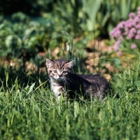 Picture of brown tabby shorthair kitten 