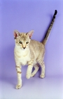 Picture of brown tabby tortie Tonkinese, tail up