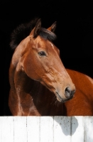 Picture of brown thoroughbread horse on black background