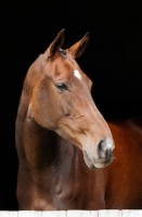 Picture of brown thoroughbread horse on black background