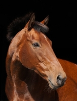 Picture of Brown Thoroughbred horse on black background