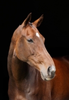 Picture of Brown Thoroughbred horse on black background