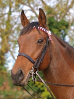 Picture of brown Thoroughbred