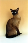 Picture of brown Tonkinese cat sitting