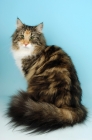 Picture of brown tortie and white norwegian forest cat