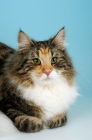 Picture of brown tortie and white norwegian forest cat, portrait