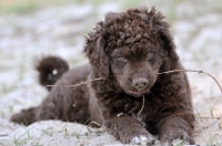 Picture of brown Wetterhound puppy