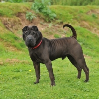 Picture of brush coat shar pei stood in grass