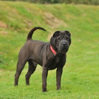 Picture of brush coat shar pei stood on grass